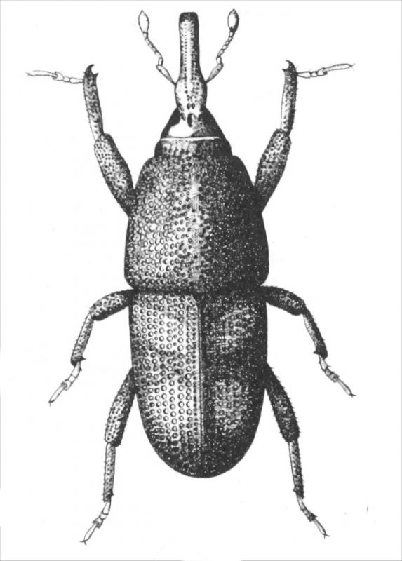 Drawing of rice weevil