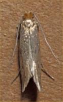 Case-bearing clothes moth Tinea pellionella 