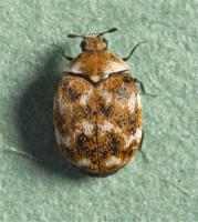 Varied carpet beetle Anthrenus verbasci 