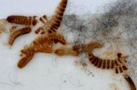 Attagenus larvae and cast skins on trap