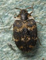 Dark carpet beetle Anthrenus fuscus 