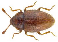 Hairy cellar or Hairy Fungus beetle Mycetaea hirta