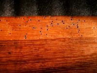 Anobium emergence holes from sapwood