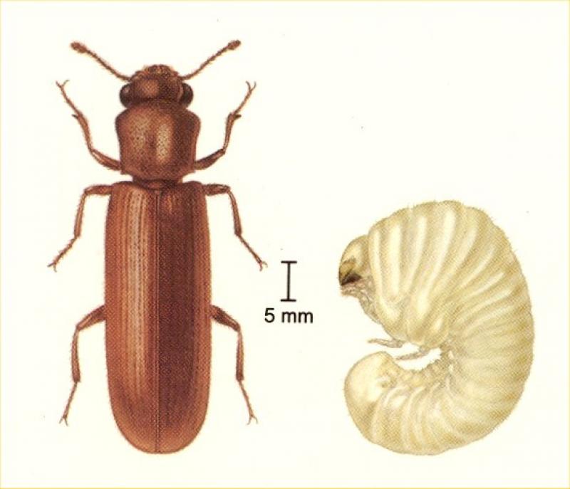 Lyctus adult and larva