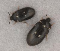 Male and female (larger) beetles