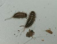 Australian carpet beetle larvae Anthrenocerus australis 