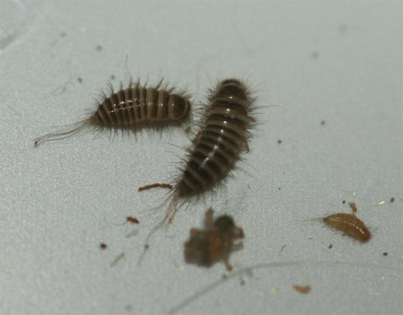 Anthrenocerus larvae