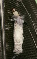 Case-bearing clothes moth Tinea pellionella larva in case