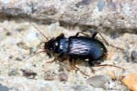 Black ground beetle Carabid