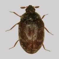 Australian carpet beetle Anthrenocerus australis