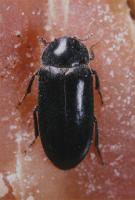 Hide or leather beetle Dermestes maculatus 