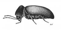 Anobium drawing side view