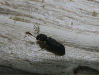 Fan bearing wood borer Ptilinus pectinicornis