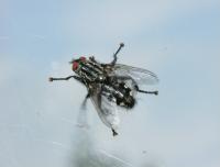 Flesh fly Sarcophaga