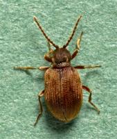 Australian spider beetle Ptinus tectus