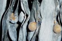 Trogoderma cast skins on dried peas in an art installation