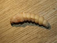 Longhorn beetle larva