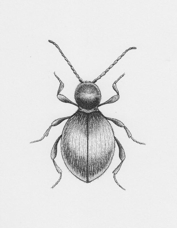 Drawing of adult