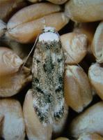 White-shouldered house moth Endrosis sarcitrella 