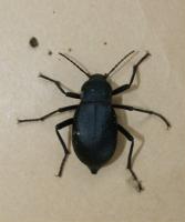 Churchyard beetle Blaps mucronata 