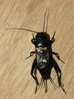 Field Cricket