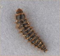 Hide beetle larva Dermestes sp.