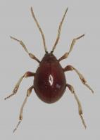 Shiny spider beetle Gibbium psylloides