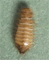 Guernsey carpet beetle larva Anthrenus sarnicus