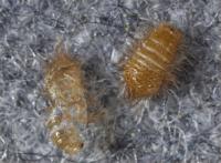 Anthrenus sarnicus larva and cast skin