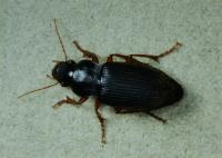 Black ground beetle