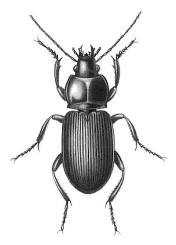 Drawing of ground beetle