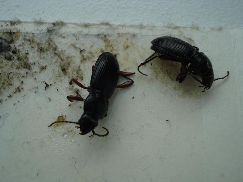 Ground beetles on a trap
