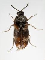 Berlin beetle Trogoderma angustum 