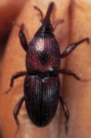 Grain weevil Sitophilus granarius