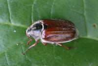 Cockchafer Melolontha melolontha 