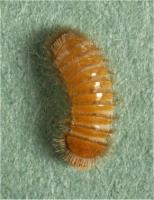 Thylodrias larva
