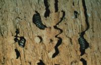 Dermestes larvae tunneling in wood