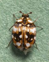 Furniture carpet beetle Anthrenus flavipes