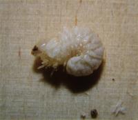 Death watch beetle larva Xestobium rufovillosum