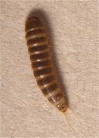 Brown carpet beetle or Vodka beetle larva Attagenus smirnovi