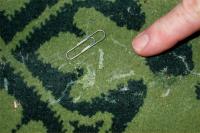 Moth webbing on carpet