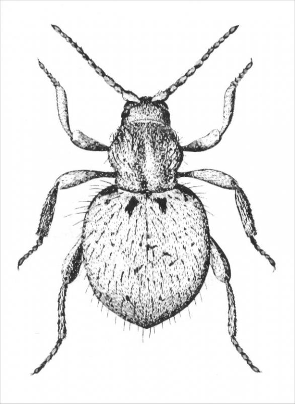 Drawing of adult
