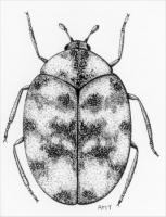 Drawing of adult